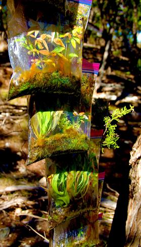 Reforestando El Planeta