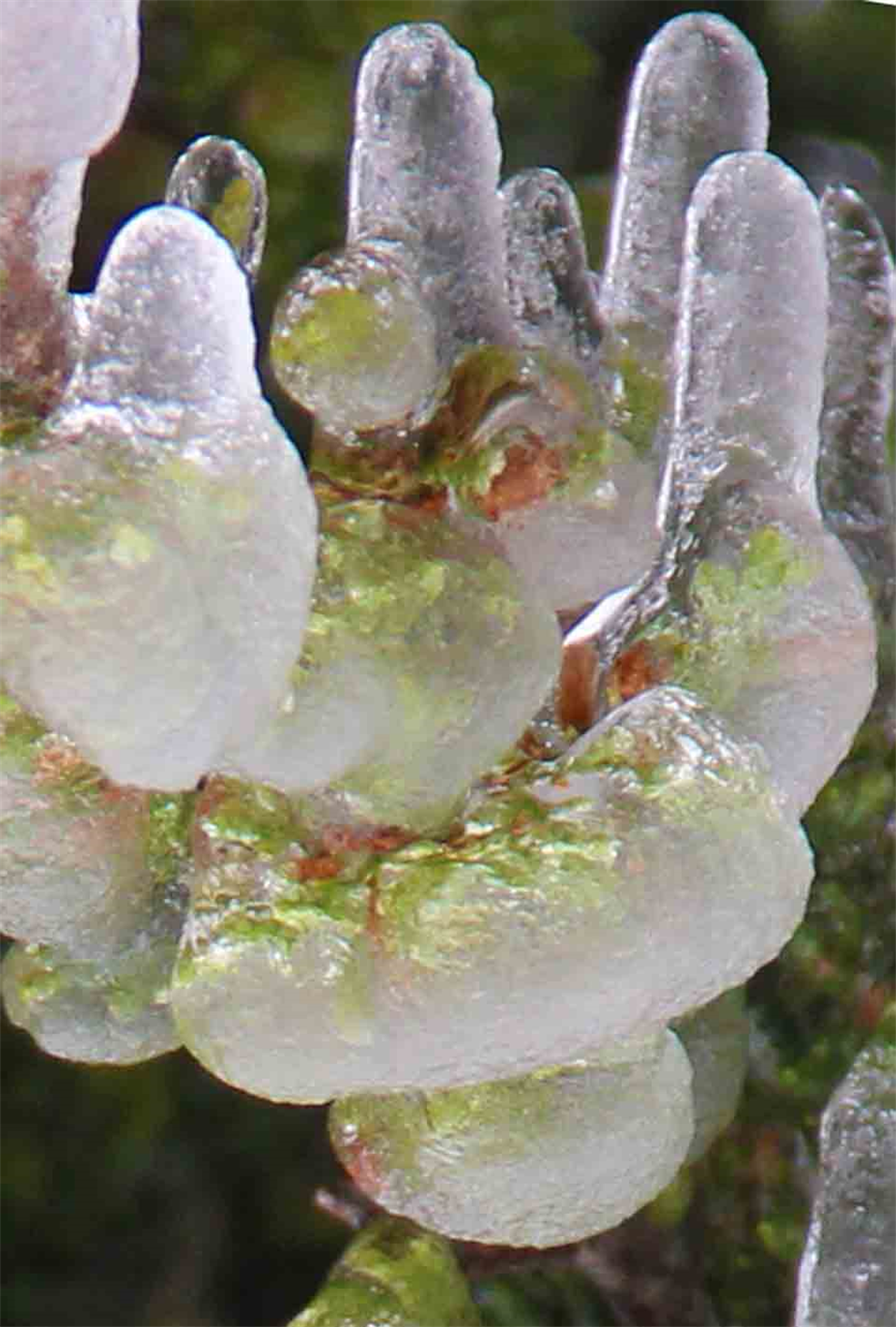 Macro Art Photography By Austin Artist DAPACU