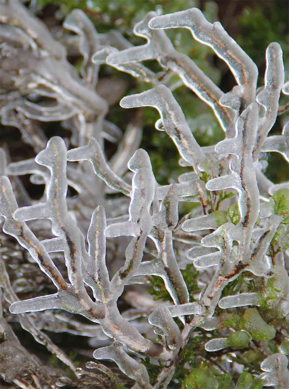 Austin Texas Winter Freeze Photography