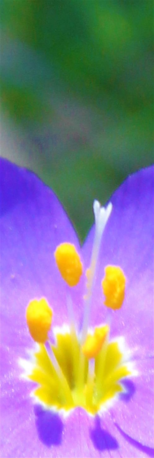 Arte Con Flores