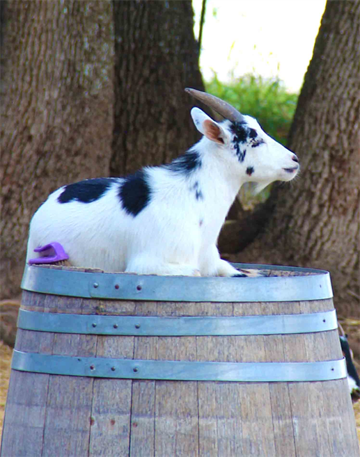 Jester King Farm