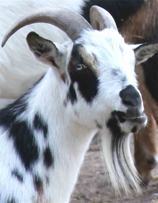 Jester King Brewery Goats